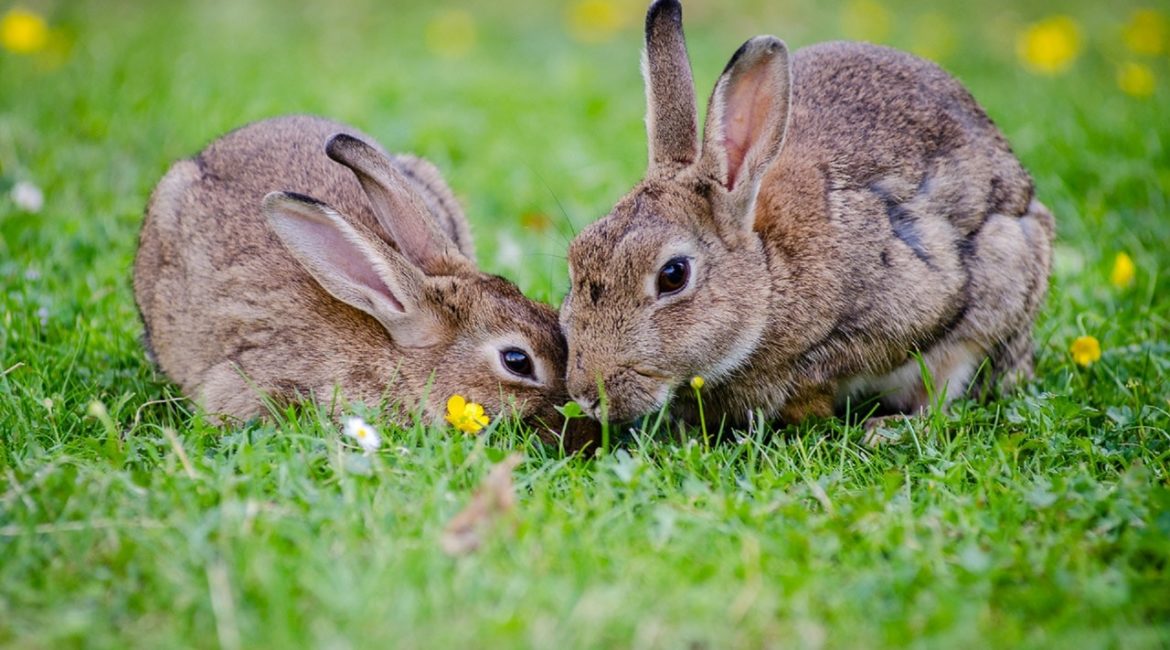 To kaniner går rundt på græs
