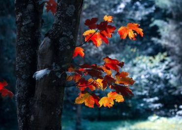 Den lille haveguide: Fjern nemt nedfaldne blade omkring dine træer