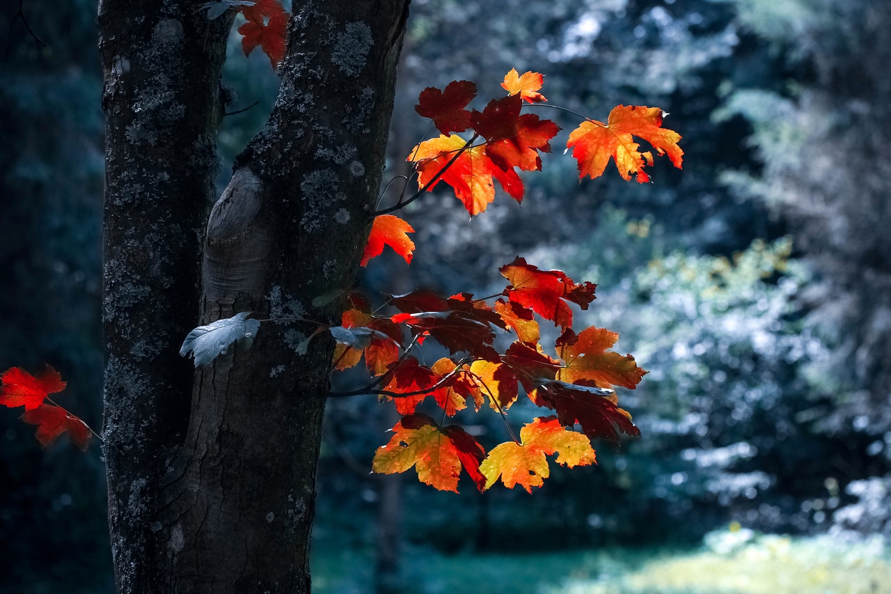 Den lille haveguide: Fjern nemt nedfaldne blade omkring dine træer