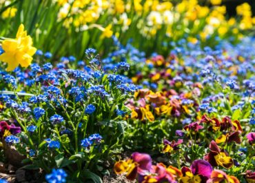 Sådan skaber du pæne blomsterbede i din have
