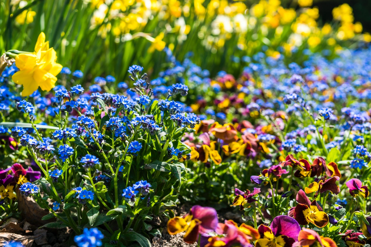 Sådan skaber du pæne blomsterbede i din have